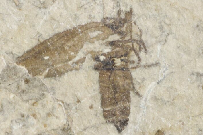 Fossil March Fly (Plecia) - Green River Formation #154504